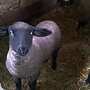 Suffolk-Schwarzkopfschafe - Bild 2