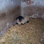 Suffolk-Schwarzkopfschafe - Bild 3