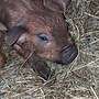 Schweine aus robuster Freilandhaltung  - Bild 7