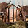 Zu verkaufen: Braunvieh mit Hörnern - Kühe, Milchkühe, Fersen, Jungrinder, Bullen - Bild 4
