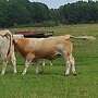 Fleckvieh Jungbulle Deckbulle bio - Bild 3
