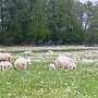Moorschnucken aus Herbuchzucht - Bild 2