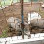 5 Wildschweine abzugeben  - Bild 2