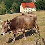 Zu verkaufen: Braunvieh mit Hörnern - Kühe, Milchkühe, Fersen, Jungrinder, Bullen - Bild 5