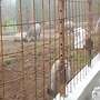 5 Wildschweine abzugeben  - Bild 3