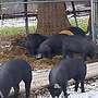 reinrassige Duroc Ferkel zu verkaufen - Bild 2