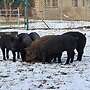 reinrassige Duroc Ferkel zu verkaufen - Bild 3