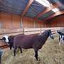 Gescheckter und schwarzer Merinolandschafbock - Bild 3