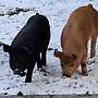 reinrassige Duroc Ferkel zu verkaufen - Bild 4