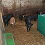 reinrassige Duroc Ferkel zu verkaufen - Bild 5