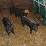 reinrassige Duroc Ferkel zu verkaufen - Bild 6
