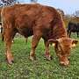 Seltener Red Wagyu Deckbulle - Bild 2