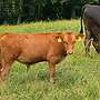 Seltener Red Wagyu Deckbulle - Bild 3