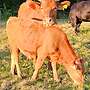 Seltener Red Wagyu Deckbulle - Bild 4