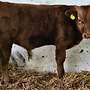 Seltener Red Wagyu Deckbulle - Bild 5