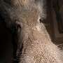 5 Wildschweine abzugeben  - Bild 4