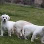  reinrassiger gelber labrador als familienbegleiter - Bild 2