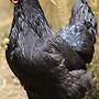 Araucana, Marans, Grünleger Hühner Junghühner zu verkaufen - Bild 3