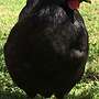 Araucana, Marans, Grünleger Hühner Junghühner zu verkaufen - Bild 4