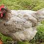 Araucana, Marans, Grünleger Hühner Junghühner zu verkaufen - Bild 5
