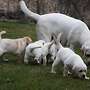  reinrassiger gelber labrador als familienbegleiter - Bild 3