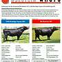 Wagyu 100% Fullblood Embryonen - 10er Start-Paket - Bild 2