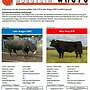 Wagyu 100% Fullblood Embryonen - 10er Start-Paket - Bild 4