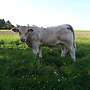 charolais HB Biojungbullen - Bild 3