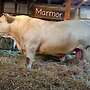 Charolais Herdbuch Deckbullen - Bild 2
