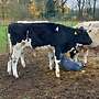 Bullen Absetzer - Bild 5