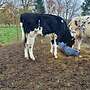 Bullen Absetzer - Bild 8