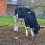 Bullen Absetzer - Bild 9