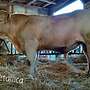 Charolais Herdbuch Deckbullen - Bild 3