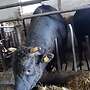 Wagyu Schlachtbullen zu verkaufen - Bild 2