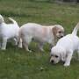  reinrassiger gelber labrador als familienbegleiter - Bild 4