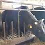 Wagyu Schlachtbullen zu verkaufen - Bild 3