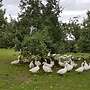 Weihnachtsgans/ Martinsgans/ Ente/ Gans/ Freilandhaltung/ - Bild 3
