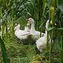 Weihnachtsgans/ Martinsgans/ Ente/ Gans/ Freilandhaltung/ - Bild 6