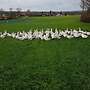 Weihnachtsgans/ Martinsgans/ Ente/ Gans/ Freilandhaltung/ - Bild 7