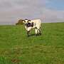 Texas Longhorn Bio Bullenkälber - Bild 5