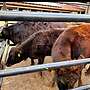 Vier weibliche Wagyu-Rinder zu verkaufen (Färse, Kalb) - Bild 2