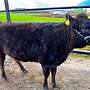 Vier weibliche Wagyu-Rinder zu verkaufen (Färse, Kalb) - Bild 3