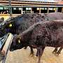 Vier weibliche Wagyu-Rinder zu verkaufen (Färse, Kalb) - Bild 4