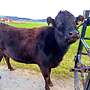 Vier weibliche Wagyu-Rinder zu verkaufen (Färse, Kalb) - Bild 5