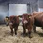 3 Bullen abzugeben (hornlos/Bio)  - Bild 2