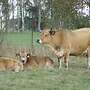 Aubrac Absetzer, männlich und weiblich, Öko-Status - Bild 2