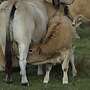 Aubrac Absetzer, männlich und weiblich, Öko-Status - Bild 3