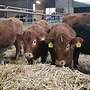 3 Bullen abzugeben (hornlos/Bio)  - Bild 3