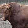 Bio Angus Zuchtbulle Deckbulle - Bild 5