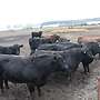 Bio Angus Zuchtbulle Deckbulle - Bild 6